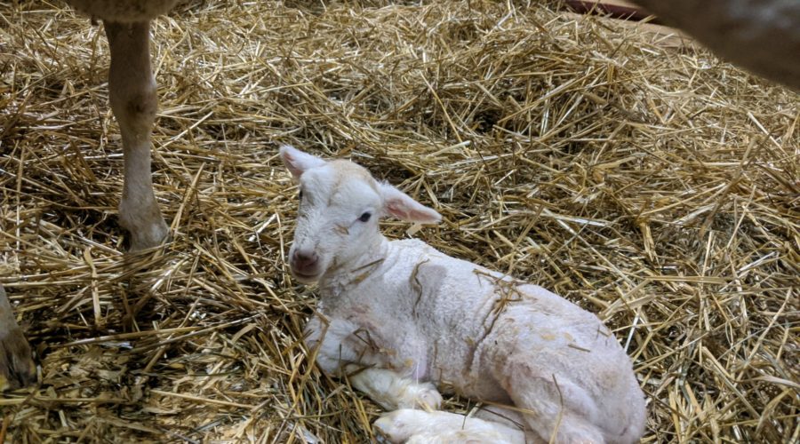 BirthingBarn 2020 Sheep birth thanks to Powell family
